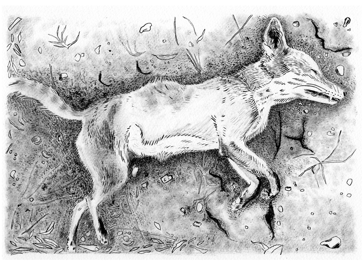 'Archway Fox', (2021), Ink on paper.